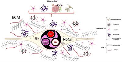 Editorial: Regenerative medicine in neurodegenerative diseases and aging: challenging the redox homeostasis